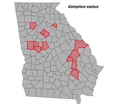 Gomphurus vastus
(Cobra Clubtail) Gomphurus vastus
(Cobra Clubtail)